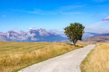 Yüksek dağlar ve mavi gökyüzü arka plan üzerinde dar bir yol yanında sarı bir alanda yalnız küçük ağaç