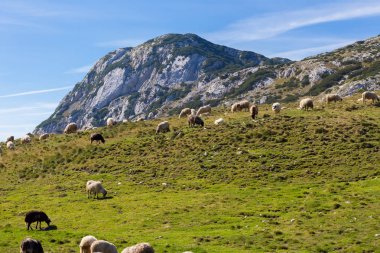 Yeşil çim yeme eteklerinde koyun sürüsü