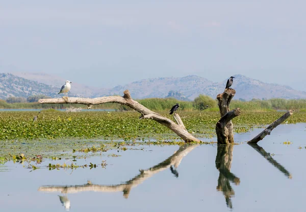 Martı ve yaşlı bir ağaç üzerinde oturan bir karga su bastı. İşkodra Gölü, Karadağ