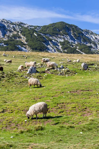 Yeşil çim yeme eteklerinde koyun sürüsü