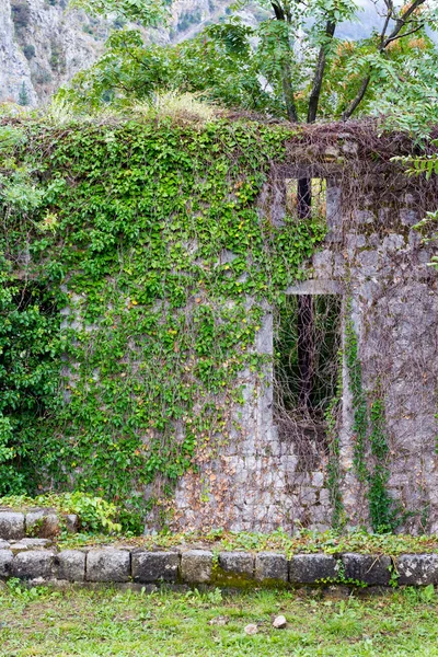 terk edilmiş bir evde Duvar ile yeşil sarmaşık kaplı