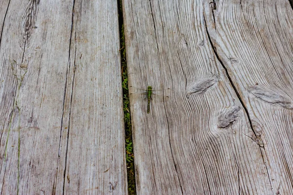 Grande libélula verde em um fundo de madeira — Fotografia de Stock