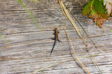 Zyuratkul Eko Park, Ural, Rusya ahşap yol üzerindeki mor kahverengi kertenkele
