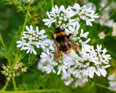beyaz küçük çiçekler üzerinde parlak tüylü bumblebee
