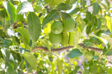 bir şube üzerinde iki yeşil limon
