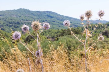 Sonbaharda dikenler ile kurutulmuş devedikeni