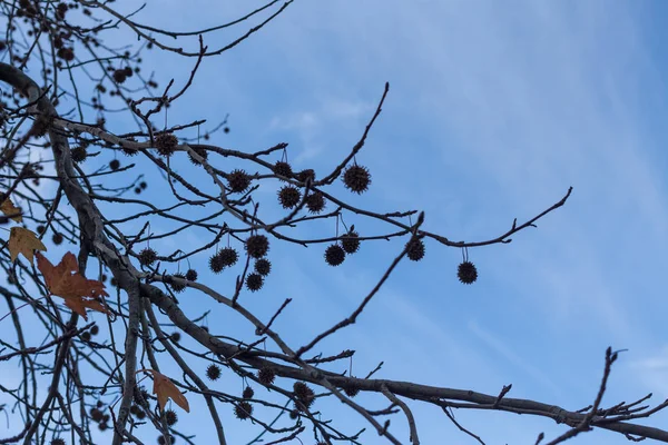 Castanheira com folhas de secagem e castanhas espinhosas em dia ensolarado contra o céu azul outonal. Fundo sazonal . — Fotografia de Stock