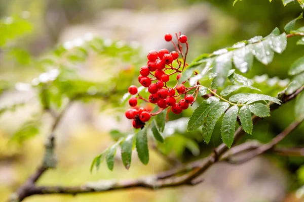 Mountain ash. A mountain ash bush after a rain.