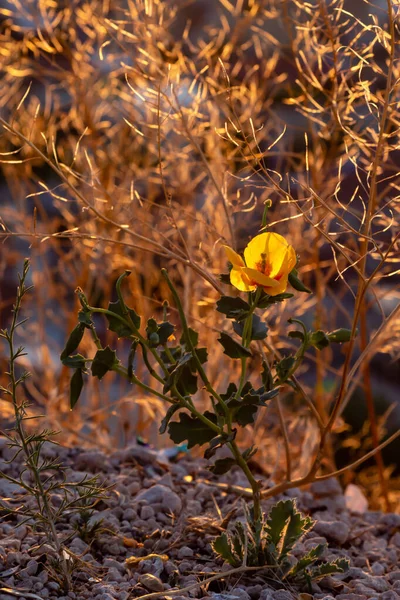 Campo de flores amarelas florescendo em um pôr do sol de fundo — Fotografia de Stock