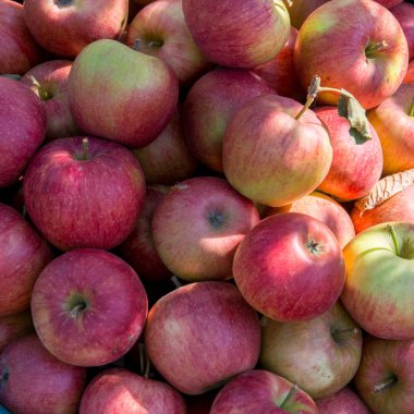 Mevsimlik arka plan olgun sulu kırmızı elma sonbahar harves kavramı