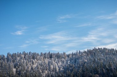 mavi gökyüzü ve kar yağdı incir orman