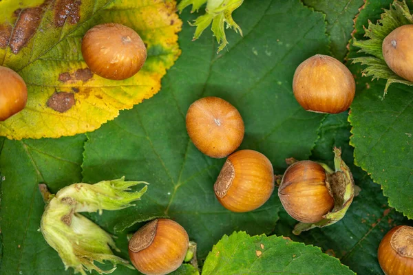 Yaprakların Üzerinde Olgun Fındıklar — Stok fotoğraf