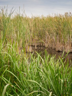 Sazlıklarla dolu göl.