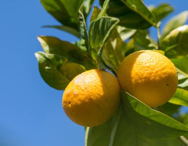 Mavi gökyüzündeki ağaçta asılı yabani portakallar