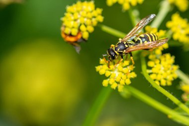 Sarı çiçekli sarı eşekarısı bir uğur böceğiyle aynı yeri paylaşıyor.