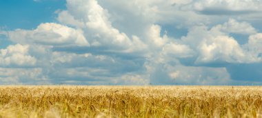 Buğday hasadıyla sakin bir yaz sahnesi ve kabarık beyaz bulutlu mavi gökyüzü.