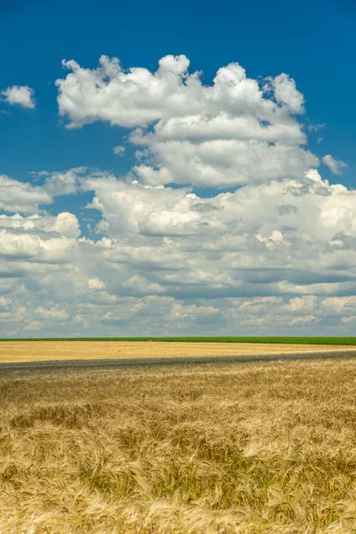 Tranquil Summer Scene Wheat Crop Blue Sky Fluffy White Clouds — Stock Photo, Image