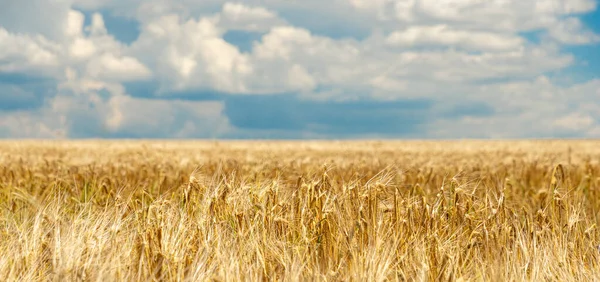 Rustige Zomer Scene Met Tarwe Gewas Blauwe Lucht Met Pluizige — Stockfoto