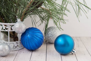 Mavi taşaklı Noel ağacı