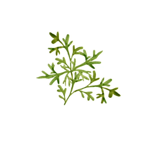 Aquarel bloemenelement, groen takje met bladeren op een witte achtergrond. — Stockfoto