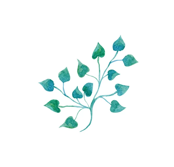 Υδατογραφία floral στοιχείο, μπλε-πράσινο κλαδί με φύλλα σε λευκό φόντο. — Φωτογραφία Αρχείου