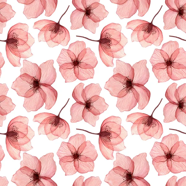 Seamless pattern red delicate, transparent poppy flowers with veins, watercolor on a white background. 