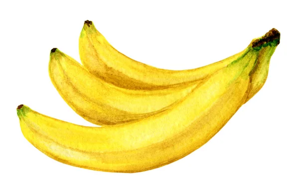 Φρούτα ζωγραφισμένα σε λευκό φόντο, ένα μάτσο μπανάνες. Royalty Free Εικόνες Αρχείου