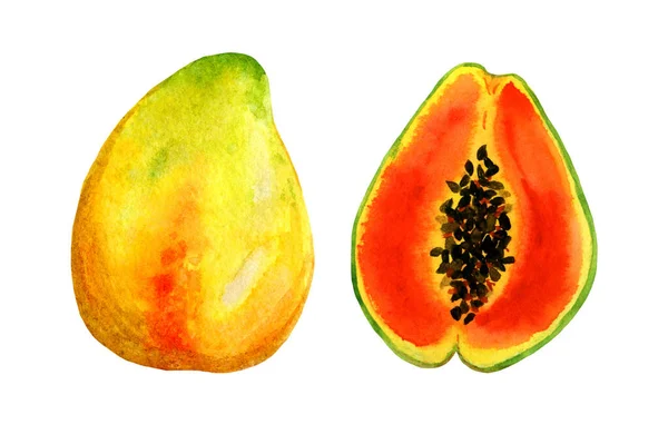 Pepaya buah tropis Clipart, utuh dan terdampar — Stok Foto