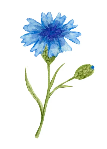 Clipart fält, blå blåklint blomma med en grön stam. — Stockfoto