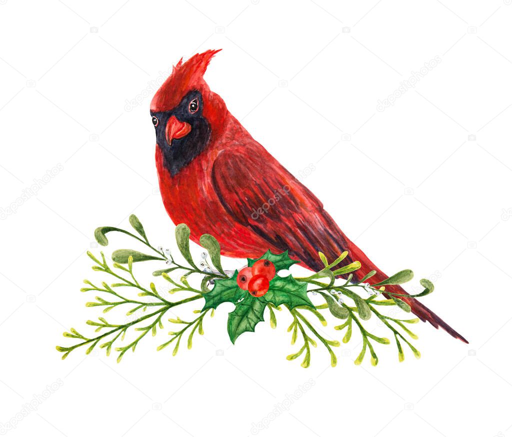 Christmas clipart red cardinal with holly and cerebellum branches