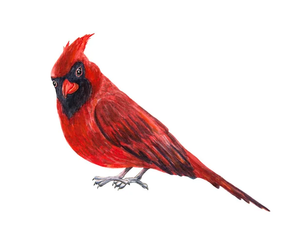 Natal clipart kardinal merah mencari lurus Stok Gambar