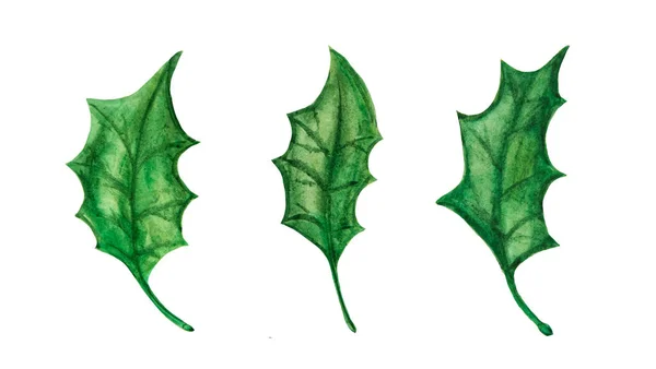Clipart van drie groene hulst bladeren voor kerst decoratie. — Stockfoto
