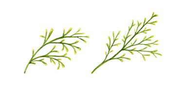 Noel süslemesi için mısır gevreği bitkisinin iki yeşil dalına tırman.