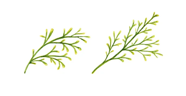 Clipart deux branches vertes d'une plante céréalière pour la décoration de Noël. — Photo