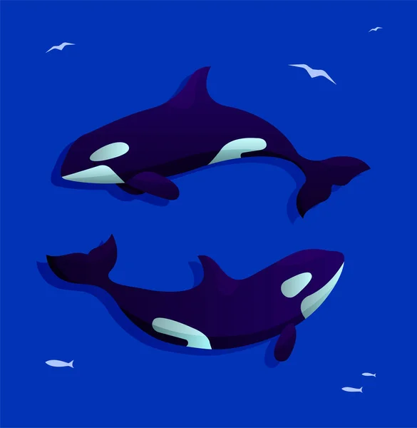 Ilustración Vectorial Con Dos Orcas Orcas Sobre Fondo Azul Profundo — Vector de stock