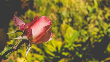 Tek Gül çiçek ile yeşillik zemin üzerine yakın çekim