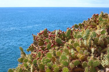 Tenerife opuntia kaktüsler kırmızı meyve ile güneşli bir günde.