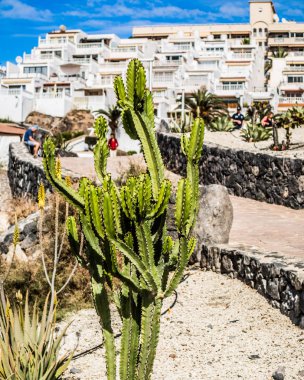 Arka plan üzerinde binalar ile güneşli yeşil dallı kaktüs.