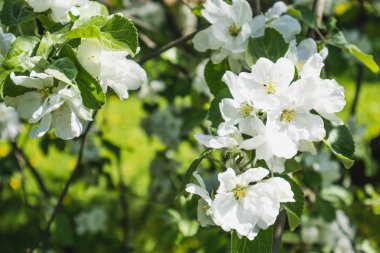 Tatlı elma ağacı çiçek.