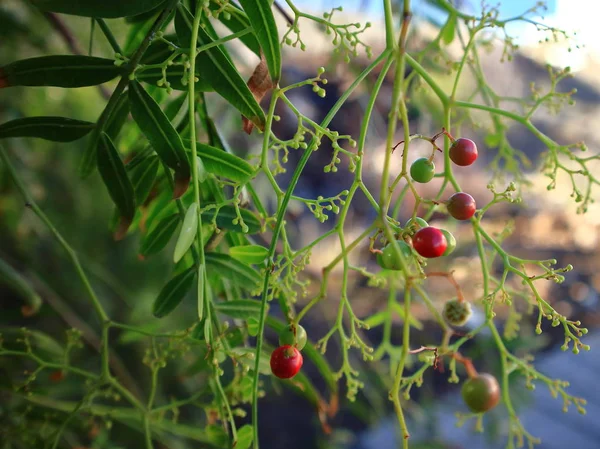 Dekat dari pohon lada dengan buah hijau dan merah muda . — Stok Foto