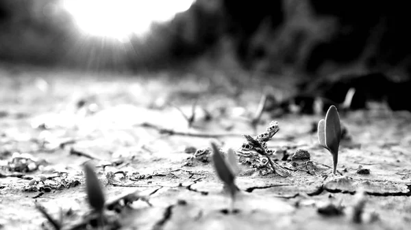 Wizerunek pędy wyrastające z suszenia popękana gleby w zachodzie słońca lekkim. Obraz czarno-biały. — Zdjęcie stockowe