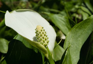 Beyaz calla palustris çiçek yaprakları yakın çekim.