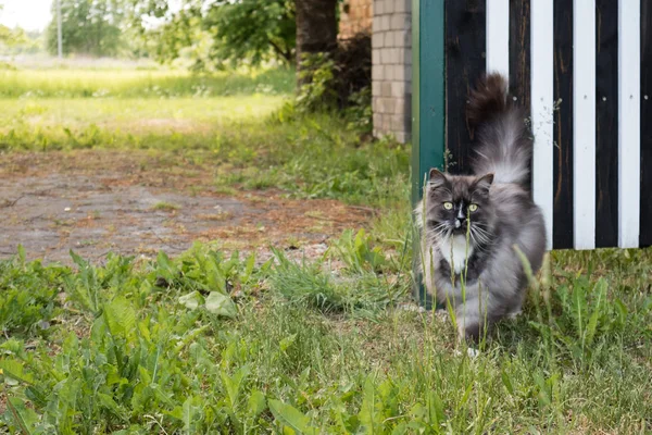 Braune Katze mit langem Fell steht im Gras — Stockfoto