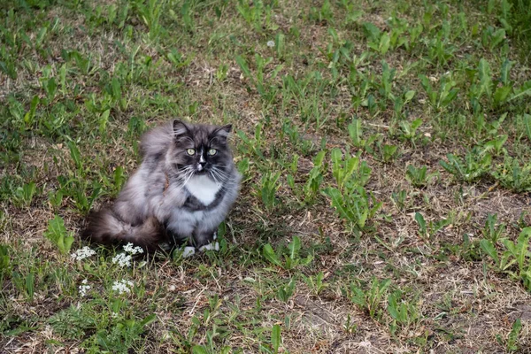 Gato marrom com pêlo longo sentado na grama e olhando direto para a câmera . — Fotografia de Stock