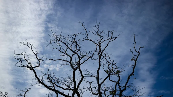 Brunches d'arbres morts contre le ciel bleu . — Photo
