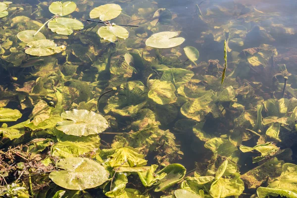 Näckros blad flyter på vatten på solig dag. — Stockfoto