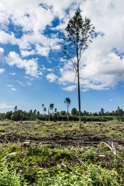 Orman kesme olan alana görüntülemek