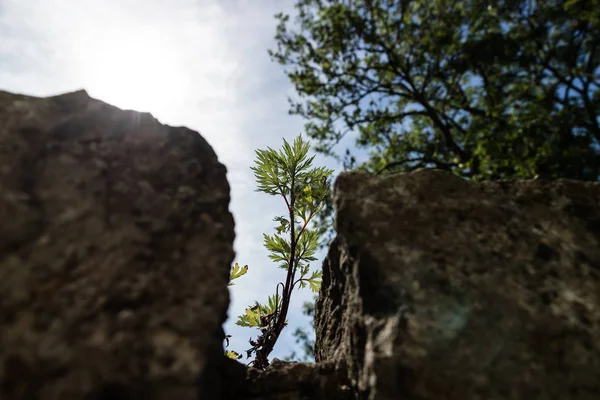 Grünes Gras, das aus einem Riss im Steinzaun wächst, sonniger Tag. — Stockfoto