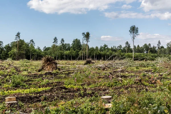 Orman kesme olan alana görüntülemek