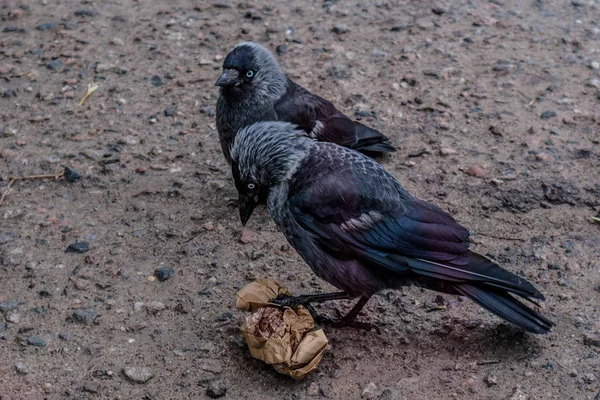 Two jackdaw birds sitting on asphalt — Stock Photo, Image